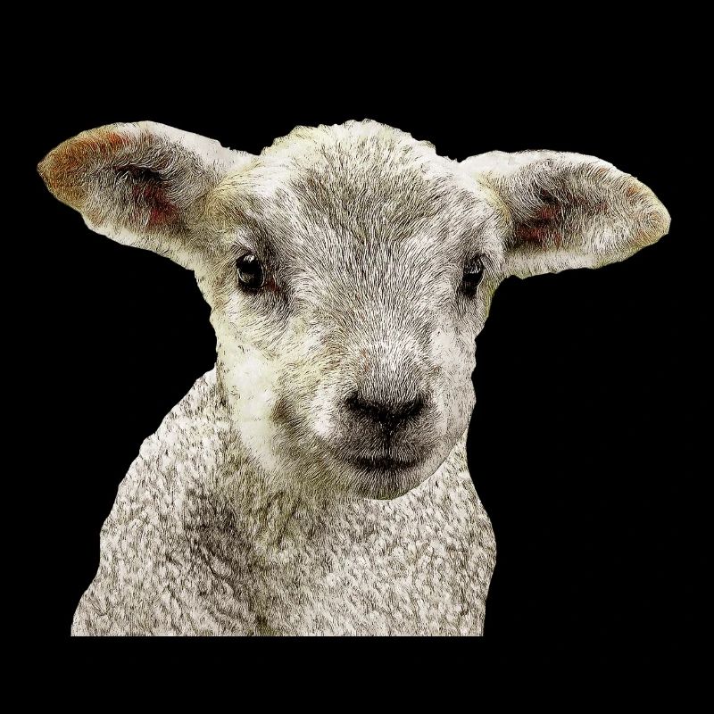 agneau