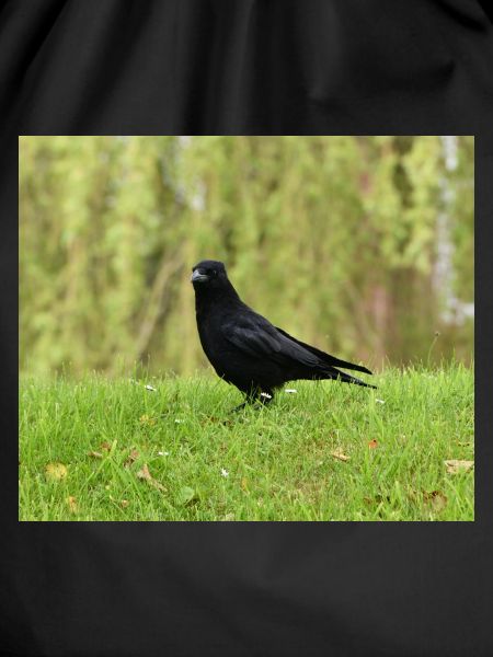 Crow Enthusiast