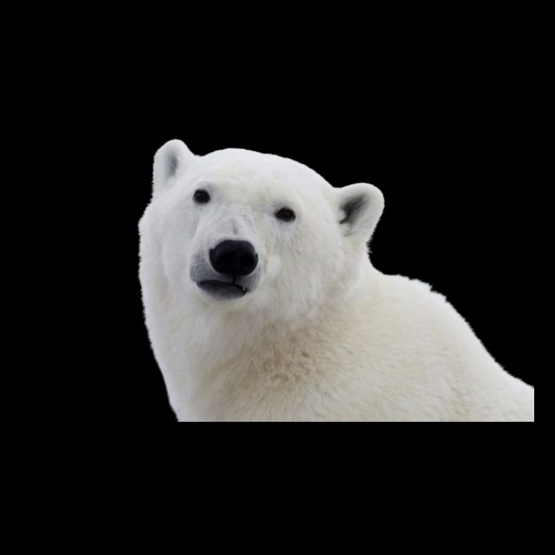 Eisbären