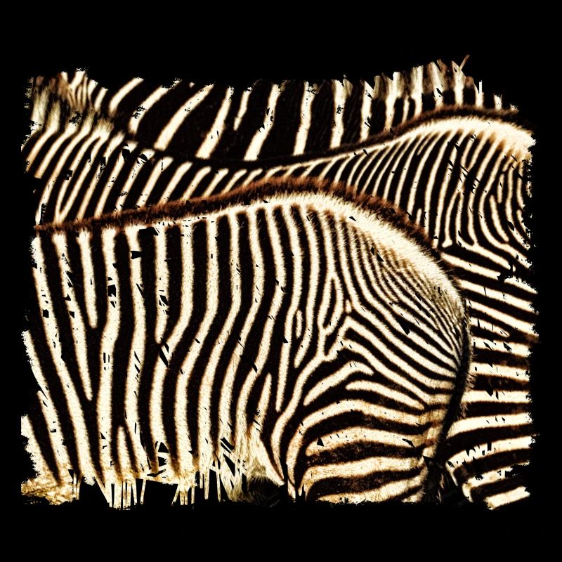 Zebra mit weißen oder schwarzen Streifen?