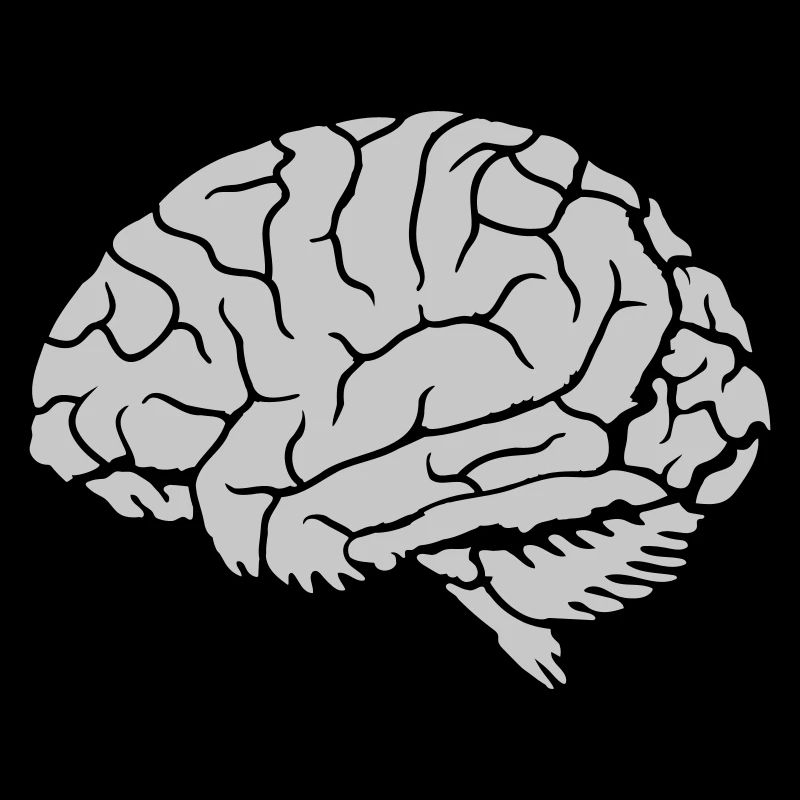 Organ Anatomy Brain