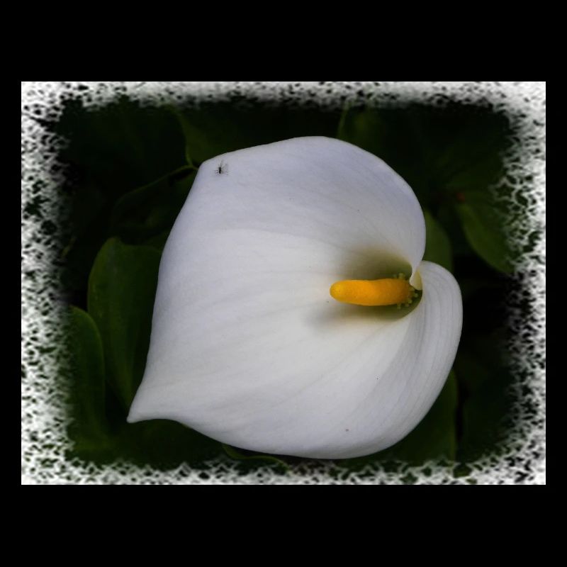 Calla Lilly