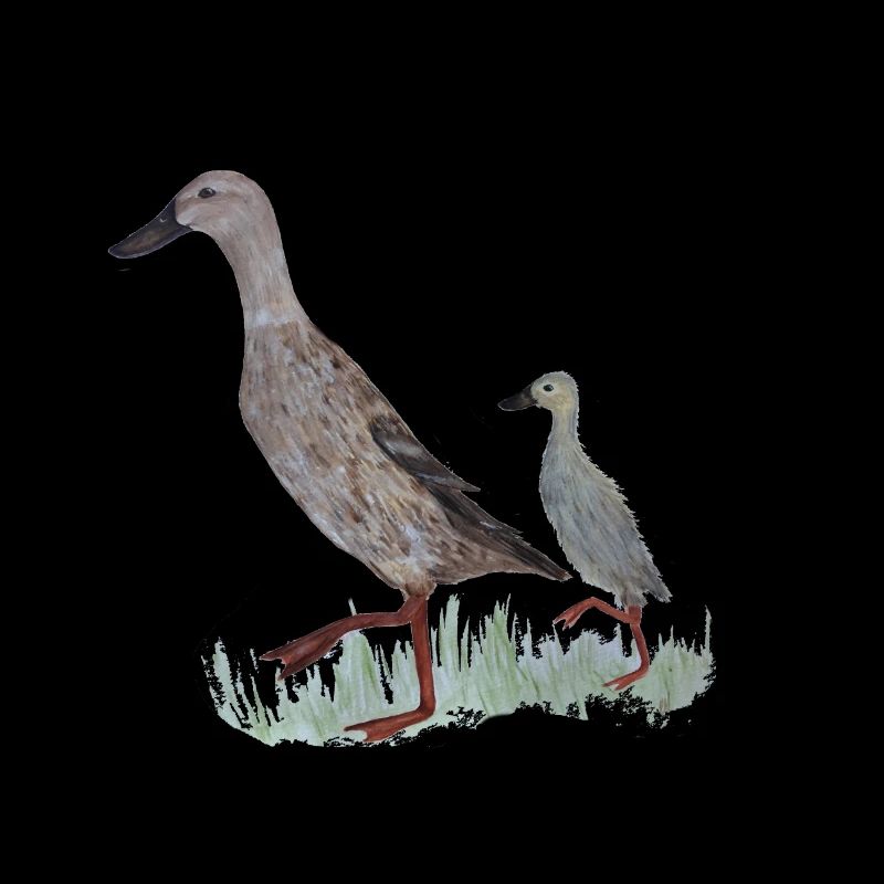 Indian Runner duck