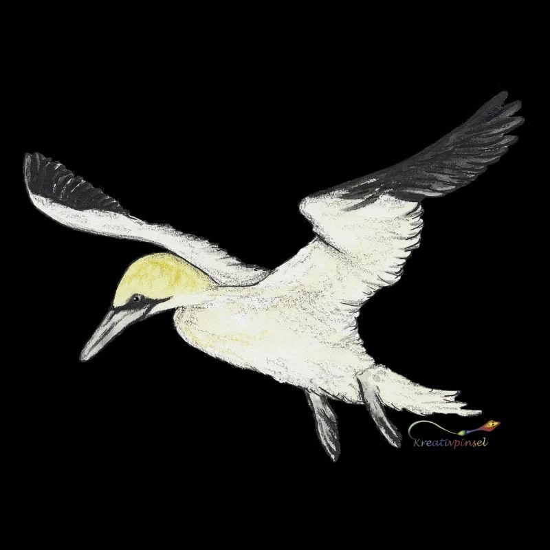 Gannet, a seabird