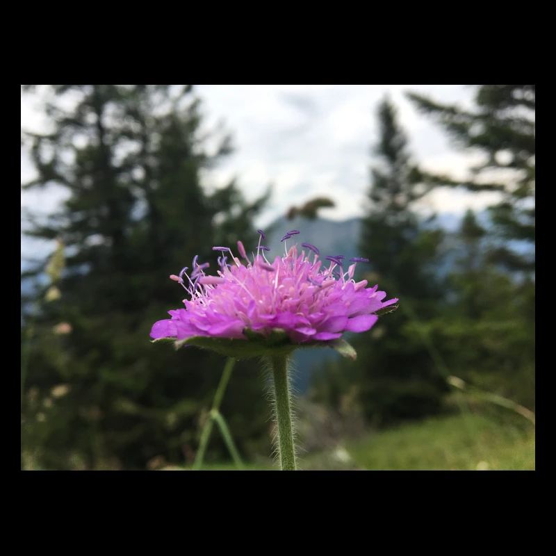 Spring Flowers