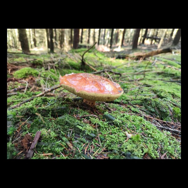 PILZ
