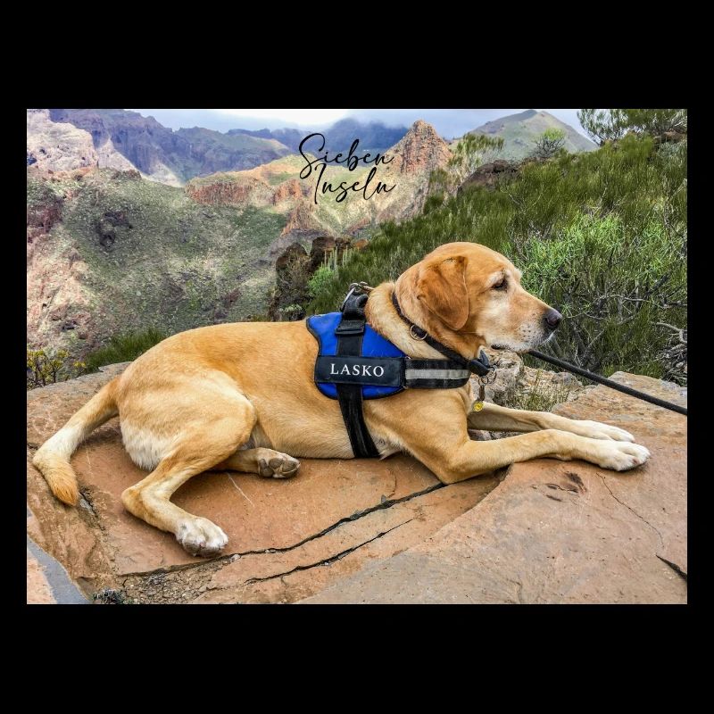 Wanderhund Lasko