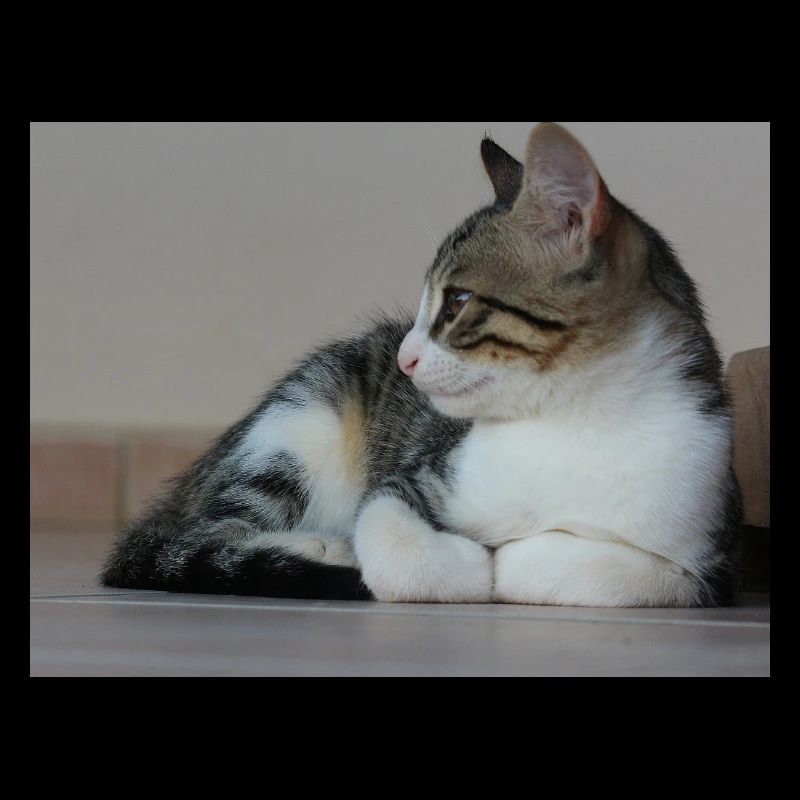 Katzen