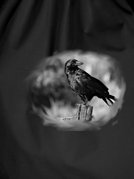 Crow