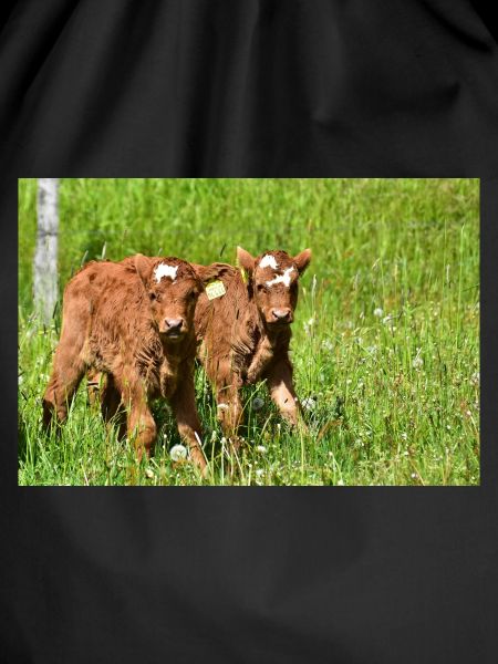 Calves on Eifel meadows