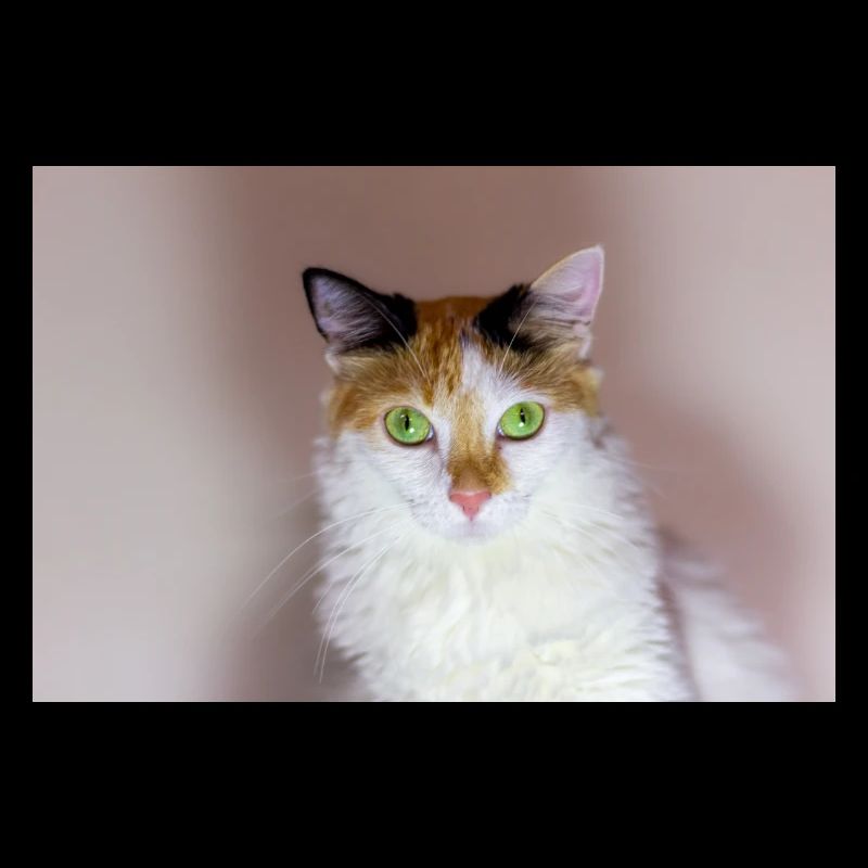 le chat au doux regard