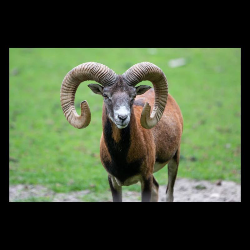 European mouflon Europäischer Mufflon