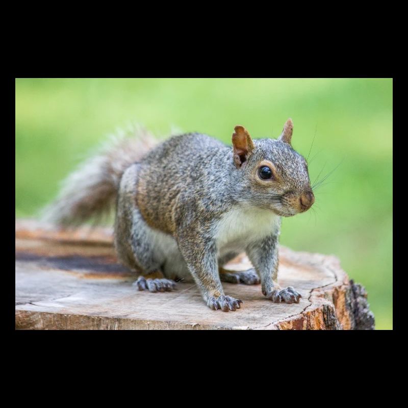 Grey squirrel Grauhörnchen Sciurus carolinensis