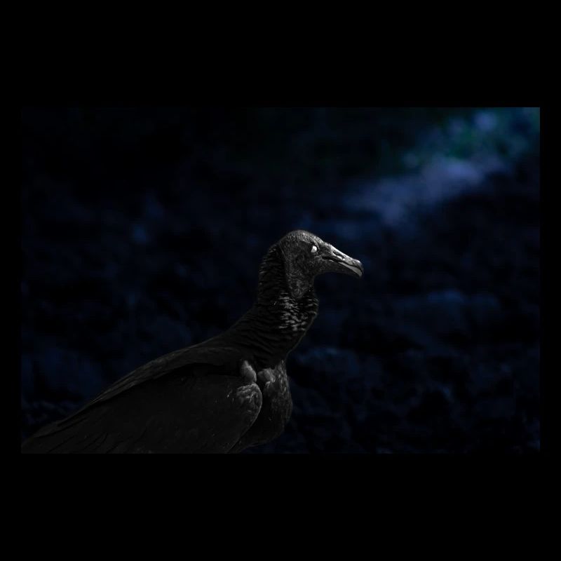 vulture