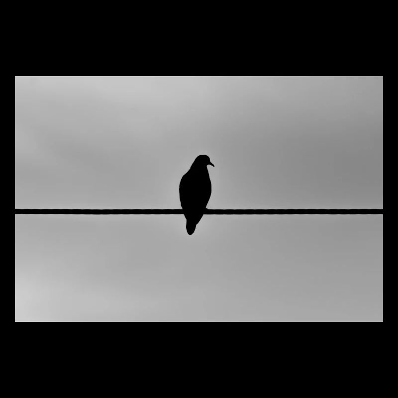 pigeon