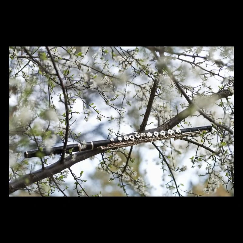 Eine schwarze Querflöte zwischen Ästen und Blüten.