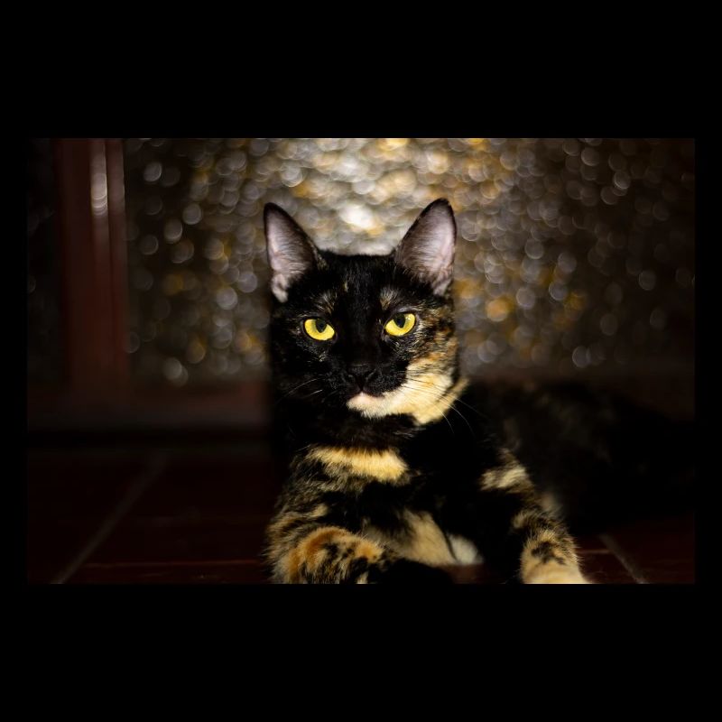 Cat Carey