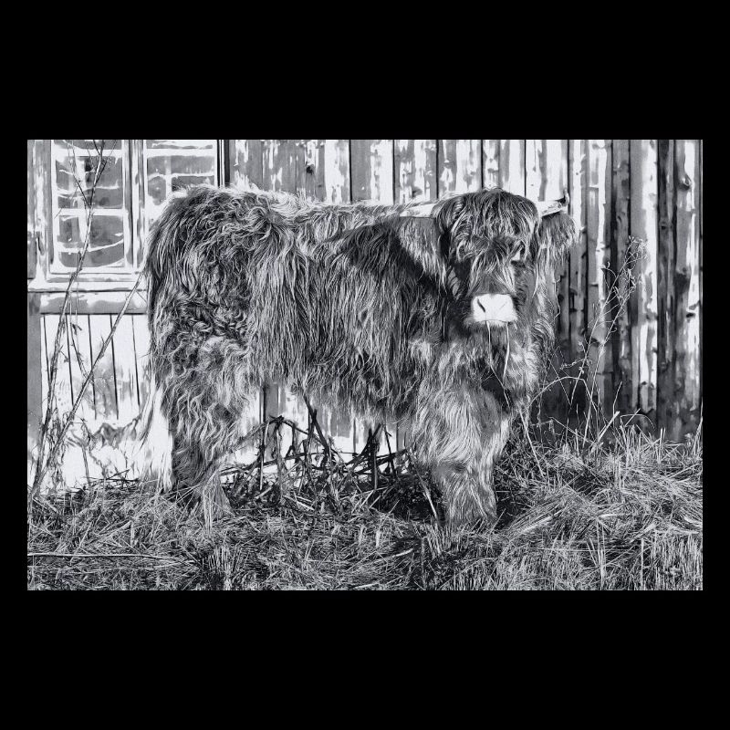 Highland cattle