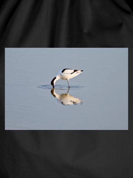 Avocets Hunting