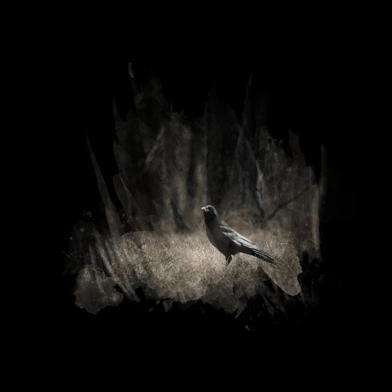Black Crows Dark Forest