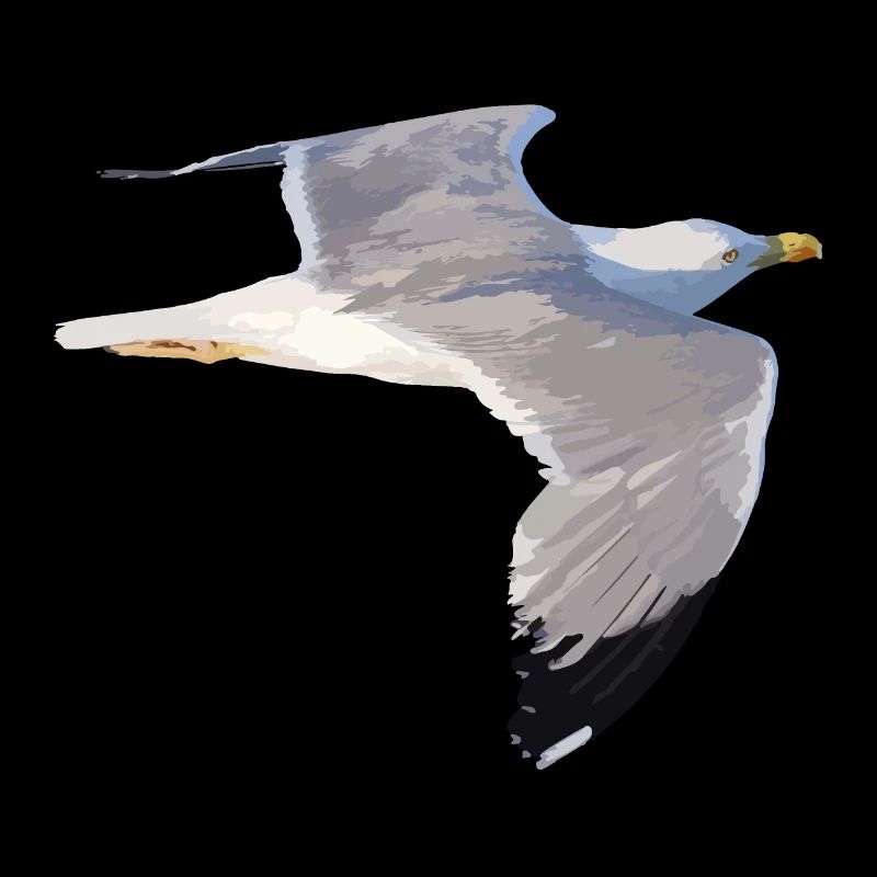mouette