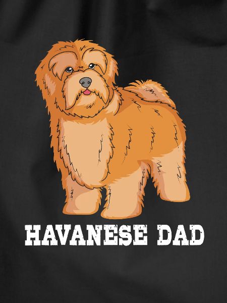 Havanese dog
