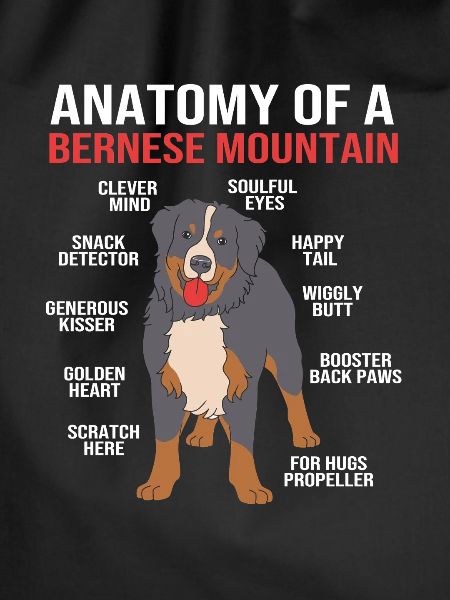 Bernese Mountain Dog