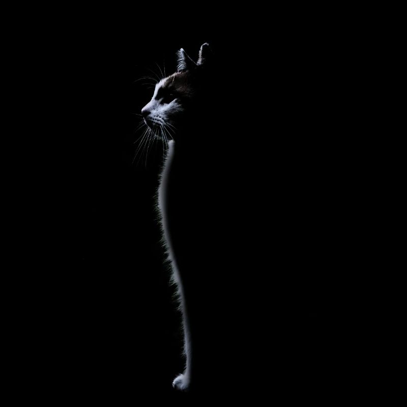Cute cat silhouette