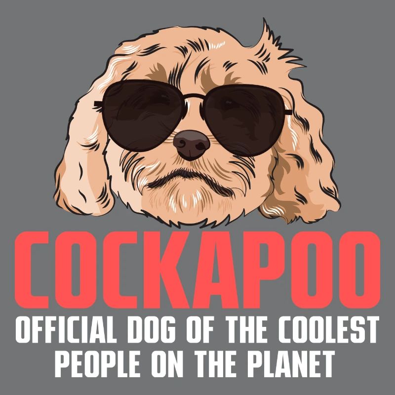Cockapoo Dog