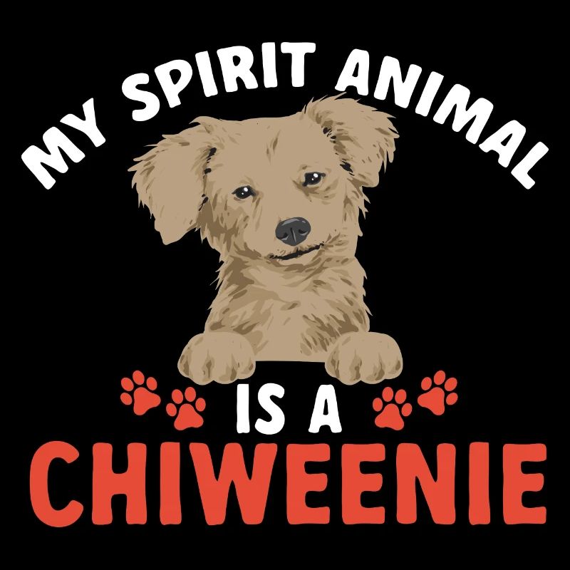 Chiweenie Dog