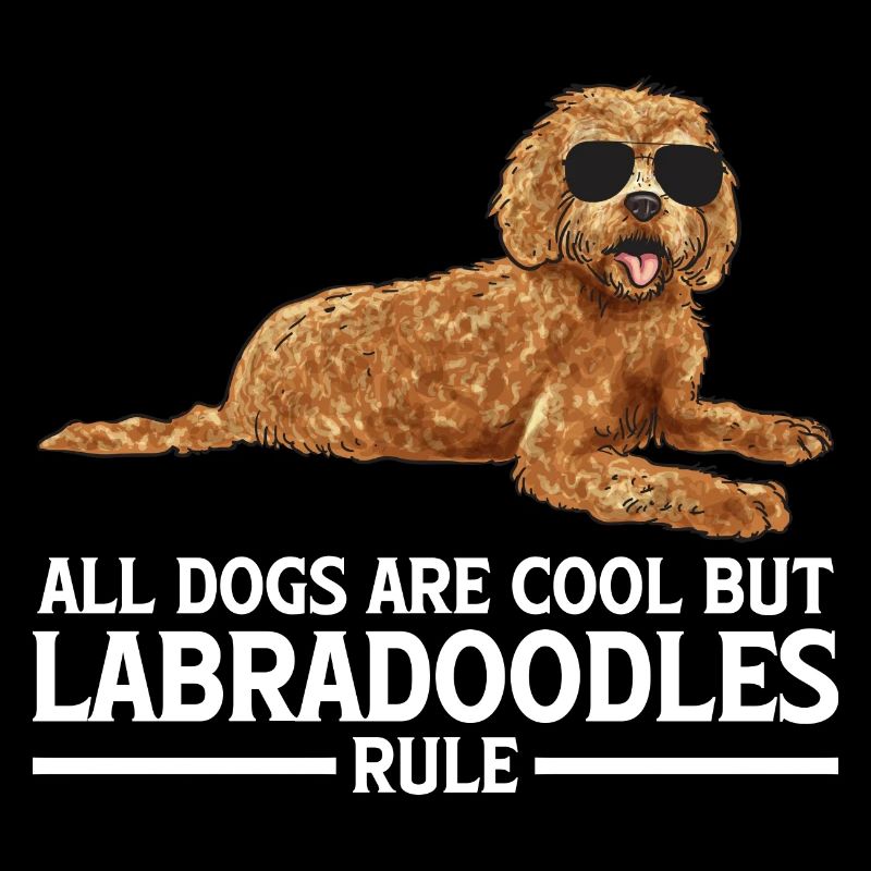 Labradoodle Hund