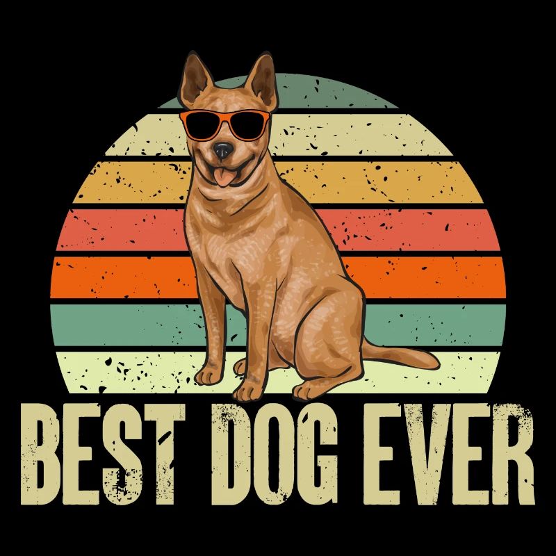 Bouvier australien Red Blue Heeler