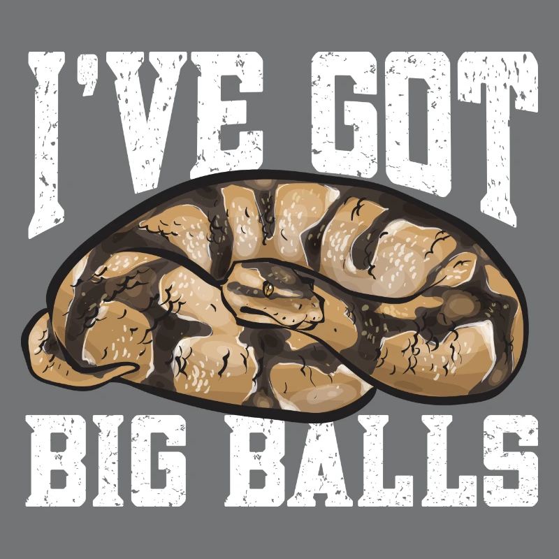 Ball Python Schlange Königspython