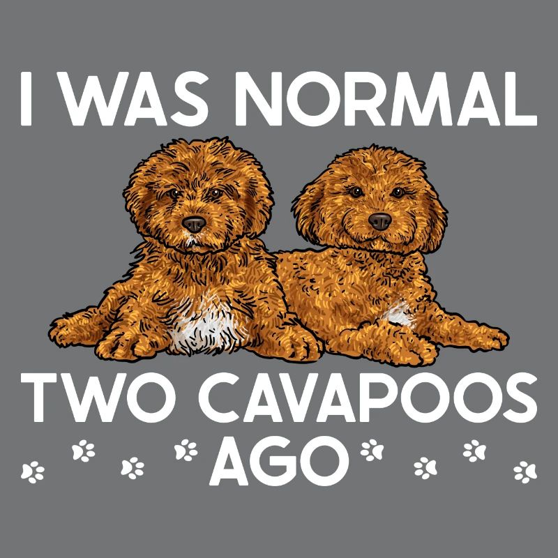 Cavapoo Cavoodle Capoodle Dog