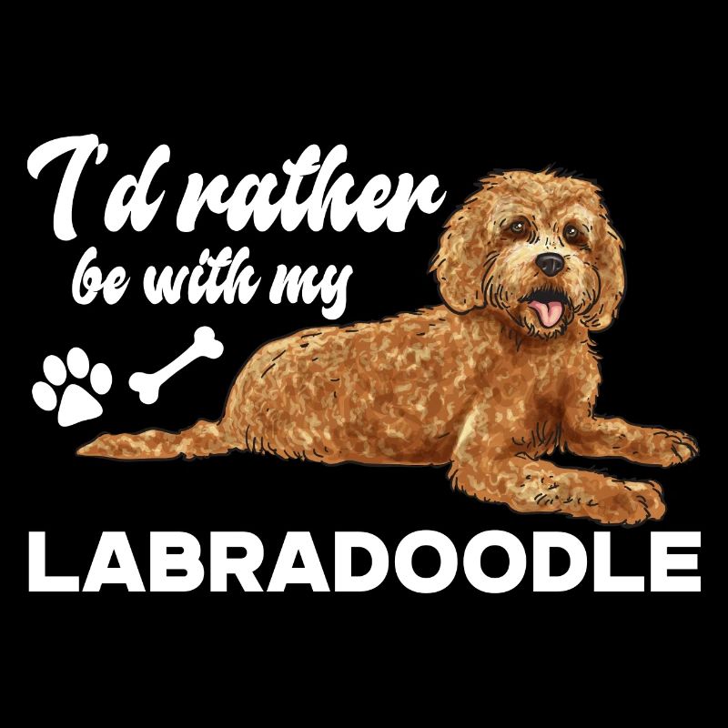 Labradoodle Hund