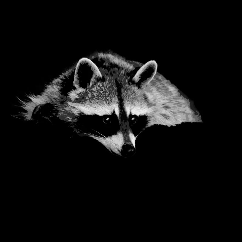 racoon