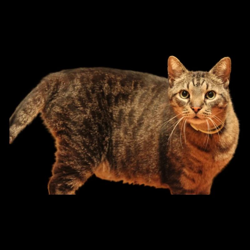 Katze Kätzchen