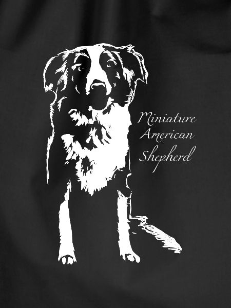 Mini American Shepherd Dog