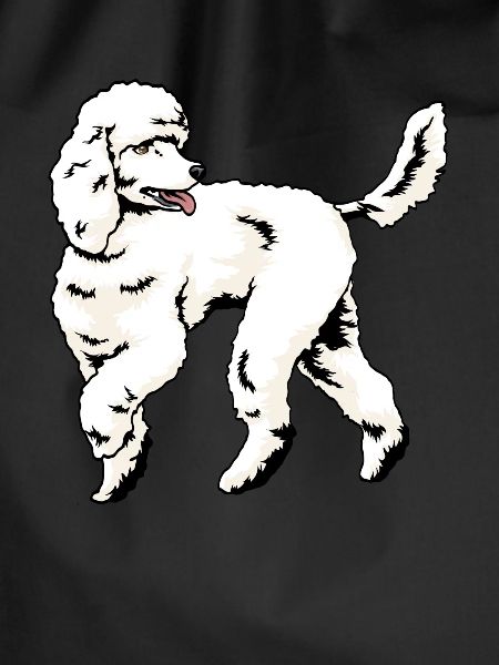 Dog poodle