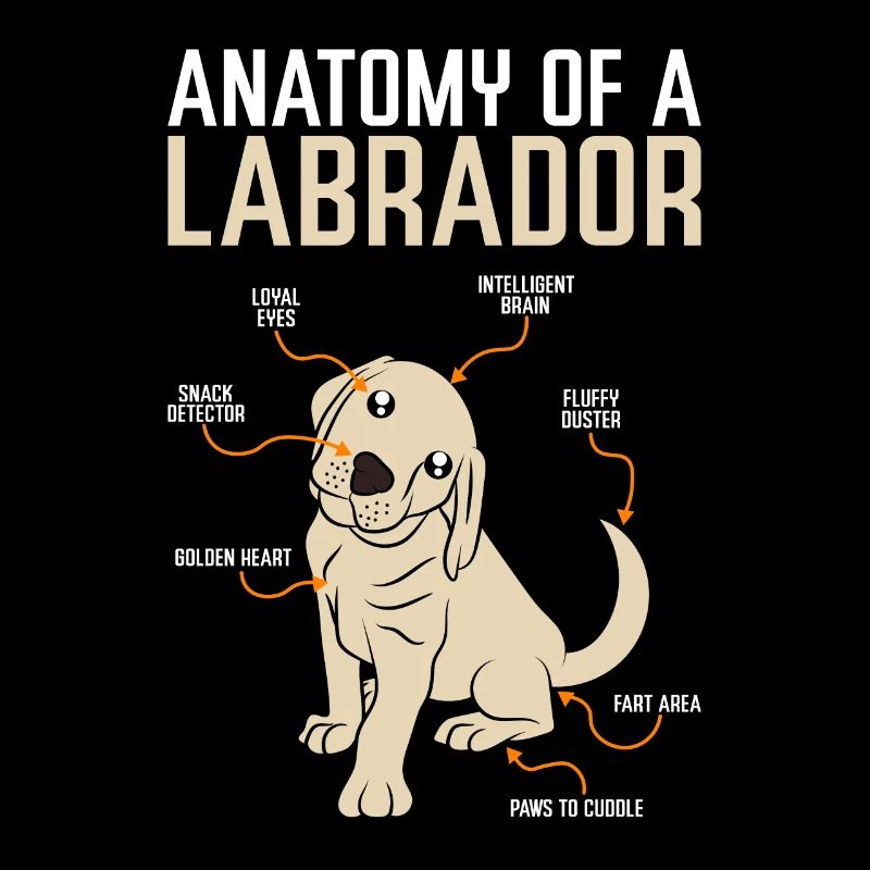 Anatomie Labrador