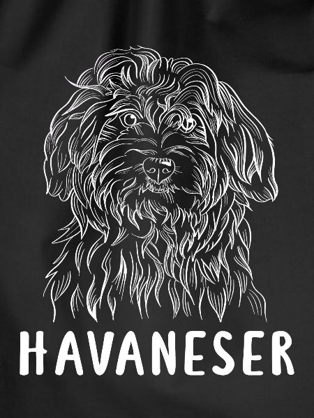 Havaneser Weiß