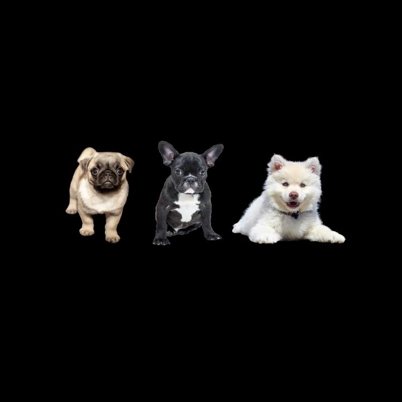 Mops Welpe