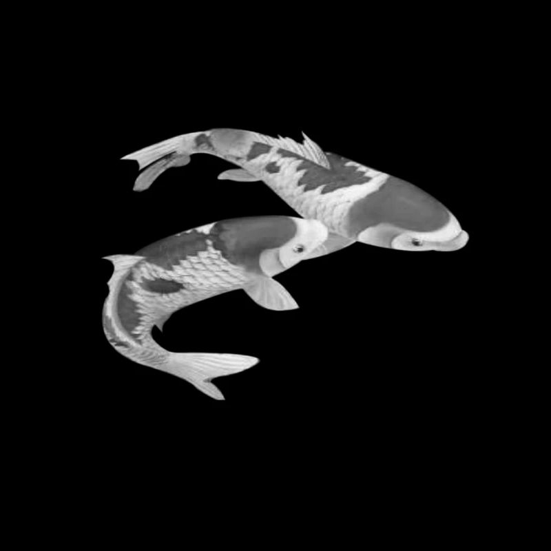 Japanese Koi Fish