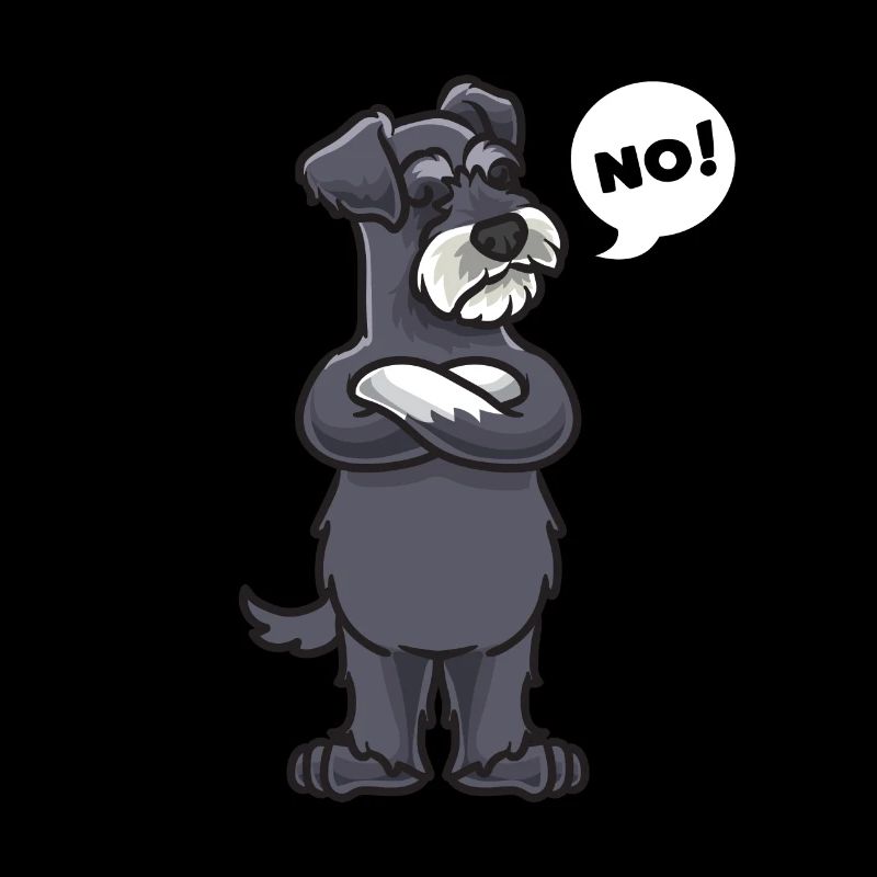 Stubborn miniature schnauzer