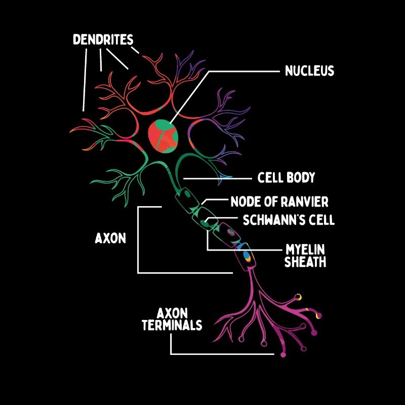 Neuron Neurologist Neursorgeon Brain Scan