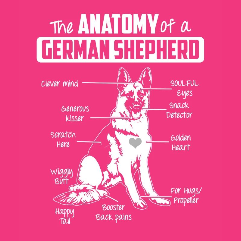 Anatomie deutscher Schäferhund