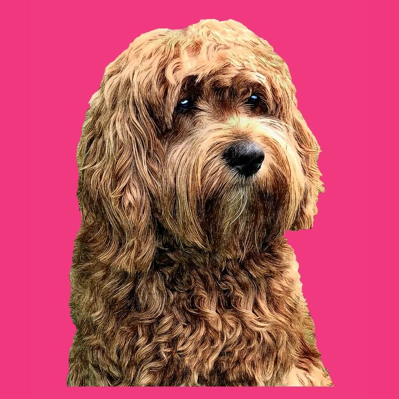 cavapoo