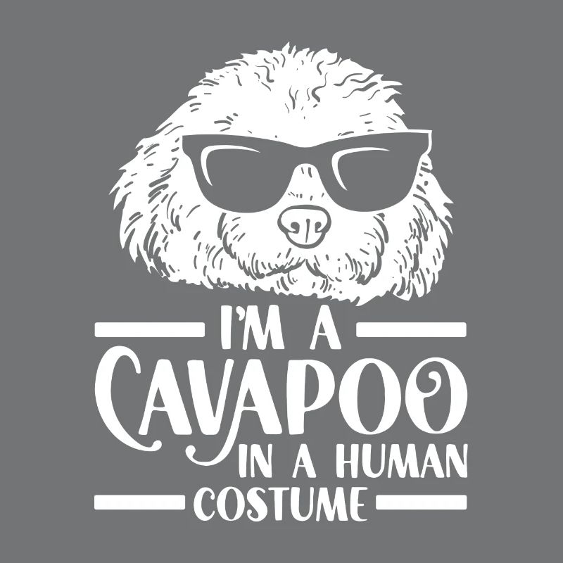 Cavapoo Cavoodle Capoodle Chien