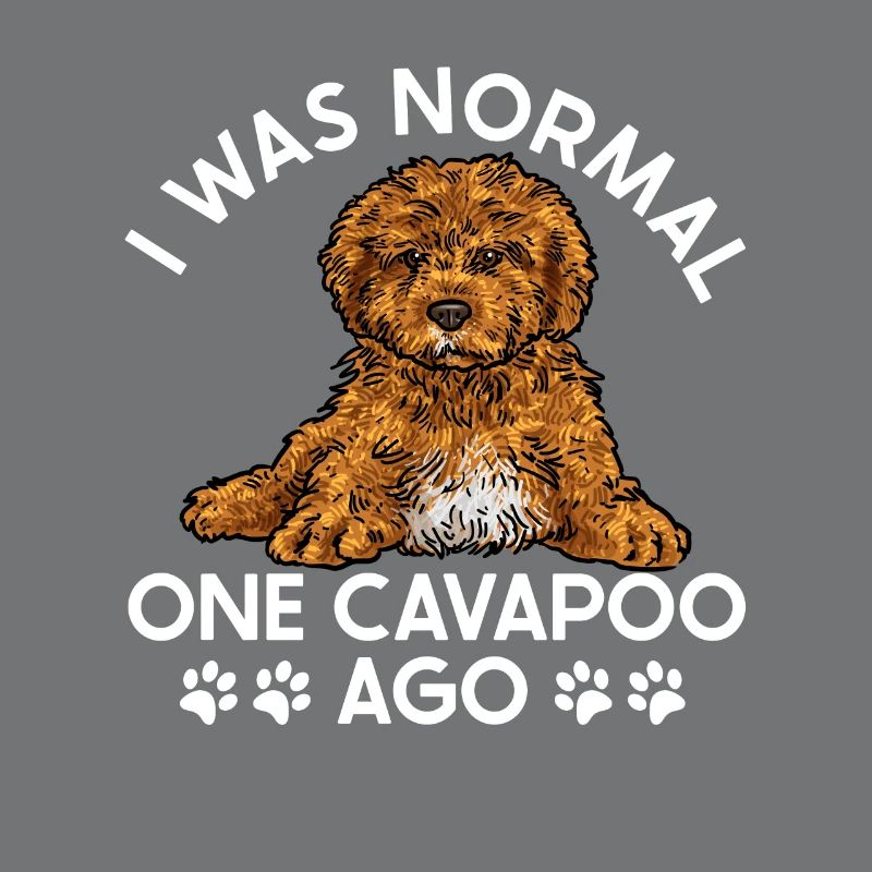 Cavapoo Cavoodle Capoodle Hund