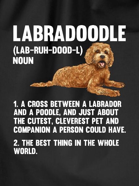 Labradoodle Dog
